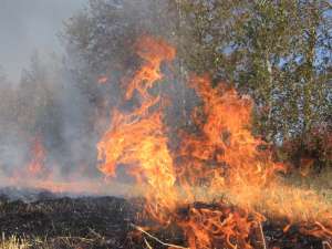 Более 90 млн руб выделено на борьбу с лесными пожарами на Сахалине. Фото: http://common.regnum.ru
