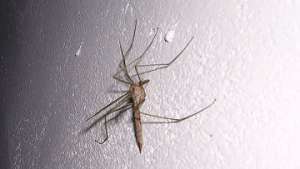 Комар - один из переносчиков малярии. Фото: РИА Новости