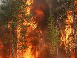 Лесной пожар. Фото с сайта http://www.aquaexpert.ru