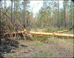 Незаконные вырубки леса. Архивное фото с сайта http://as.baikal.tv