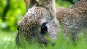 Избежать геморрагической болезни кроликам помогает вирус - ученые. Фото: РИА Новости