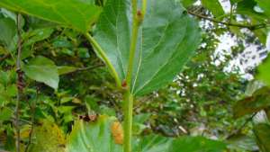 Ученые выяснили, почему гусениц шелкопрядов привлекает тутовое дерево. Фото: РИА Новости