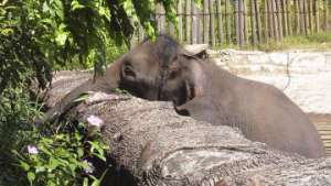 В Московском зоопарке впервые за 14 лет родился слоненок. Фото: РИА Новости