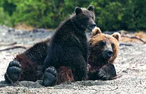 Медведи на Камчатке. Фото: http://bearbooks.ru