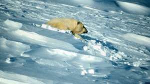 Жительница Арктики - медведица. Фото: РИА Новости