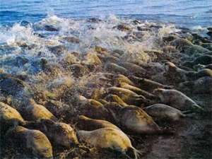 Каспийские тюлени. Фото с сайта vokrugsveta.ru