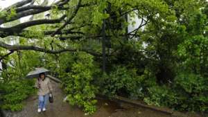 Дерево рухнуло из-за штормового ветра. Архив РИА Новости