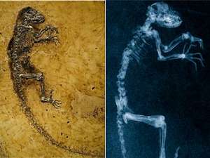 Найденный скелет Darwinius masillae и его рентгеновская фотография. Фото авторов исследования