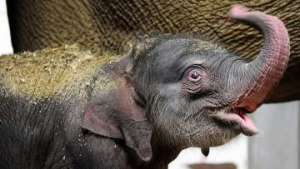 Новорожденный слоненок в зоопарке Антверпена. Фото: РИА Новости