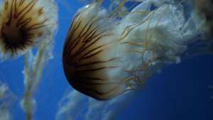 Огромная колония ядовитых медуз появилась у берегов Корсики. Фото: РИА Новости