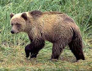 Бурый медведь. Фото: http://zmmu.msu.ru