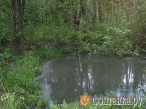 Сертоловский лес утопает в канализации. Фото: http://fontanka.ru