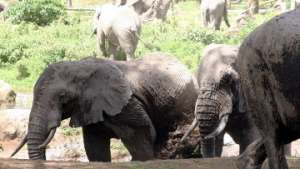 Вмонтированные в ограды ульи могут защитить посевы от слонов - ученые. Фото: РИА Новости