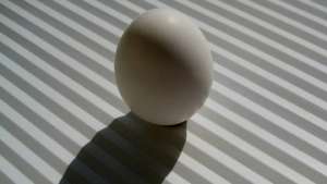 Индийская несушка снесла гигантское яйцо. Фото: РИА Новости