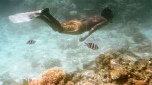 &quot;Сплющивание&quot; коралловых рифов угрожает экосистемам Карибского моря. Фото: РИА Новости