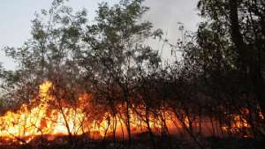 Лес горит в Днепропетровской области Украины. Фото: РИА Новости