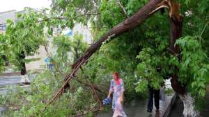 Сильный ветер снес крыши и повалил деревья в Западной Грузии. Фото: РИА Новости