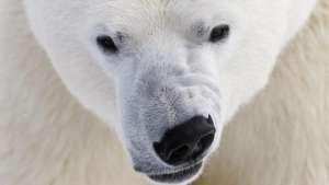 Нацпарк в Арктике поможет сохранить популяцию белых медведей - WWF. Фото: РИА Новости
