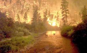 Лесной пожар. Фото nature.web.ru