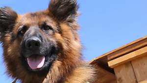 Канадскому полицейскому подарили клонированных щенков собаки-героя. Фото: РИА Новости