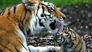 Амурский тигр с тигренком. Фото: РИА Новости