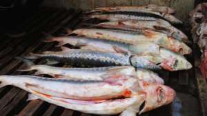 В Приморье на озере Ханка изъяты более 20 сетей китайских браконьеров. Фото: РИА Новости