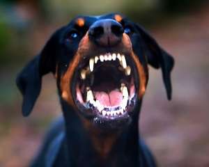 Агрессия у собак. Фото: http://dogtalk.ru