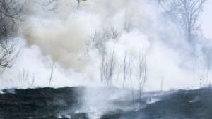 Дожди помогли потушить два крупных лесных пожара на Камчатке. Фото: РИА Новости