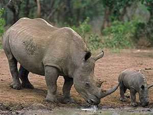 Носорог и детеныш. Фото из архива: http://mammals.ru/