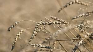 Почти треть зерновых посевов Оренбуржья пострадали из-за засухи. Фото: РИА Новости