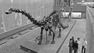 Динозавры были гигантами благодаря энергоэффективности - ученый. Фото: РИА Новости