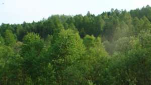Краснокнижные деревья вырублены при строительстве в Сочи - экологи. Фото: РИА Новости