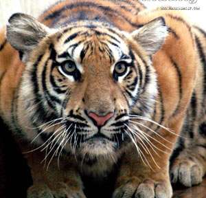 Маньчжурский тигр. Фото: http://russian.cri.cn
