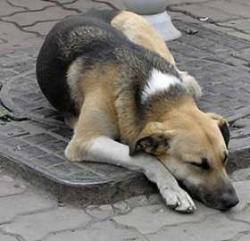 Бездомные животные. Фото с сайта http://www.zoo-petersburg.ru