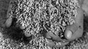 Рис для создания биотоплива по своим качествам не годится в пищу и не может быть использован для производства японского рисового вина сакэ. Фото: РИА Новости
