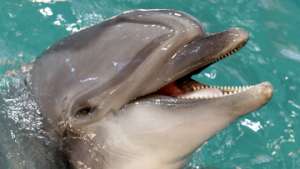 Игривый дельфин едва не утопил пловчиху. Фото: РИА Новости