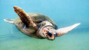 Пожар повредил заповедник морских черепах на греческом острове. Фото: РИА Новости