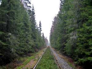 Железная дорога через лес. Фото: http://acritum.com/