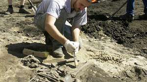 Археологи нашли скелет древнего бизона в Астраханской области. Фото: РИА Новости