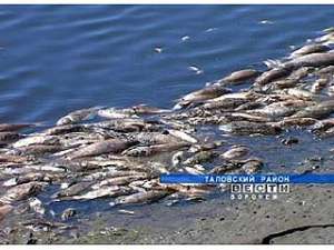 В реке Сухая Чигла зафиксирован замор рыбы. Фото: Вести.Ru