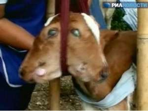 Двухголовая корова. Фото: РИА Новости