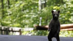Медведица в заповеднике Камчатки усыновила чужого медвежонка. Фото: РИА Новости