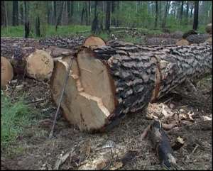 Незаконная вырубка леса. Фото: http://www.forsmi.ru/