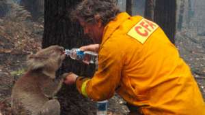 Чудом выжившая во время пожара коала умерла на операционном столе. Фото: РИА Новости
