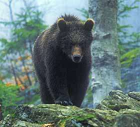 Бурый медведь. Фото: http://www.dombayinfo.ru/