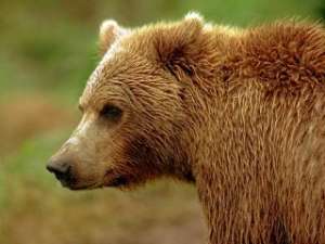 В Красноярском крае переписывают медведей. Фото: Вести.Ru