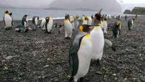 &quot;Лысого&quot; пингвина в Великобритании одели в солнцезащитный костюм. Фото: РИА Новости