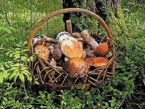 Корзина с грибами. Фото: http://mk.ru/