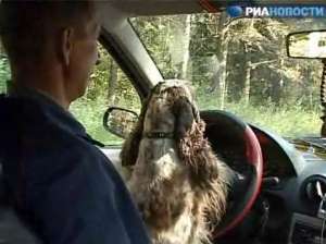 Российская собака водит автомобиль. Фото: РИА Новости