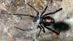 Ядовитый паук &quot;Черная вдова&quot; обосновывается в Бельгии. Фото: РИА Новости